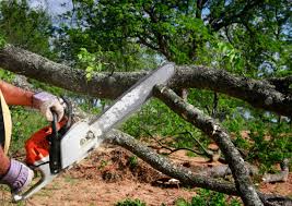 Best Stump Grinding and Removal  in Lford, MI