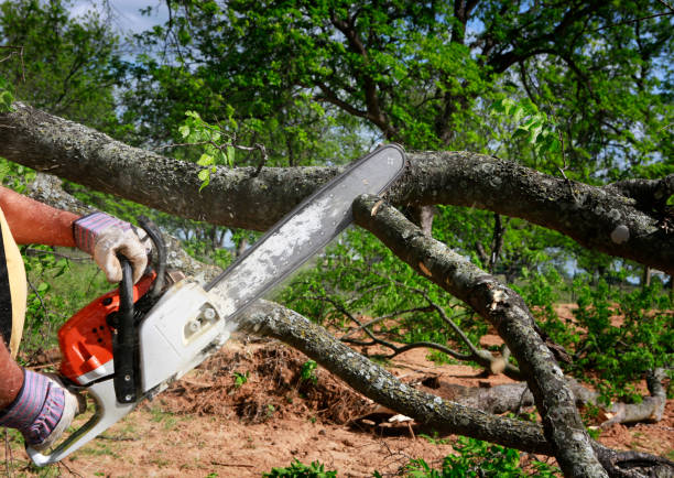 Professional Tree Removal in Milford, MI